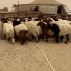 نعيم ضحايا