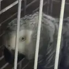 ببغاء للبيع