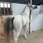 حصان جزيري البيع سمحه ومستعجل