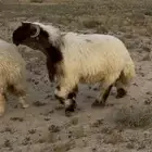 جذع نعيم صف فاخر فاخر