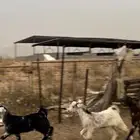 تيوس مخصاه