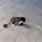 قط ضايع عند كودو الفاروق