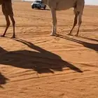 قعود حق يلقي ابوه ولد الامير