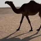 بكار مفاريد