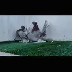زوج كرنقو ميلي بار