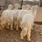 خرفان للبيع