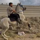 خيل للبيع
