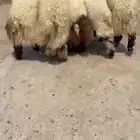 خرفان نعيم