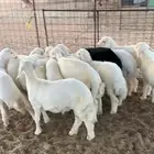 بهم حري العدد 15 اعمارها 3 شهور 3 ونصف(بيعت)