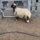 نعيمي جذع فاخر