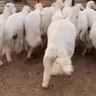 طليان تربيه فاخره مراح واحد