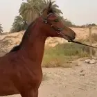 مهر واهو جمال