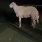 فحل حري صنف ( تم البيع )