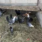 طيور