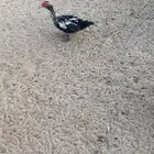 ذكور بط موسكوفي