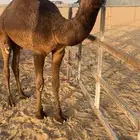 قعود دبياني