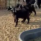 تيوس عوارض جمله وتفريد