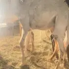 قعدان كفو وبكره