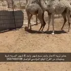 قعدان طيبه ونظيفه