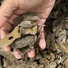 عود سيلاني نكهه فاخره لاهل الذوق