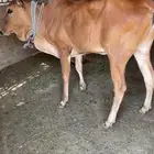 حسيله دهماء