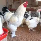 دجاج براهماء دم صافي اصل الصحه سليمه و اخذ كل التطعيمات عمر