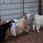 معزاء
