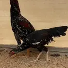 زوج دجاج سندي نسل غبشان