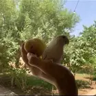 طيور روز لاتينو والبينو اليفات هدد داخلي وخارجي