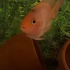 زوج من سمكة الباروت