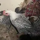 دجاج فيومي شرط بياض ضمام اسبوعين الديك ابيض في اسود قوي