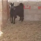 تيس