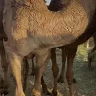 قعدان