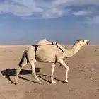 لبيع بكره ثنيه ملاقي قريب ولدتها