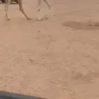 للبيع لقحه كفوو