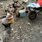 ديك