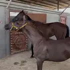 مهر للبيع العمر 4شهور