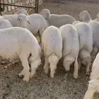 خرفان للبيع