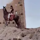 حصان شعبي حارر جداا