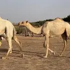 بكار صنف طيبات