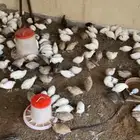سمان فري بياض