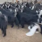 ماعز