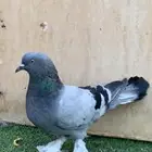 حمام تركي معقد