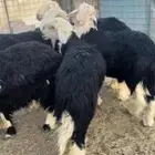 طليان نجد