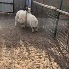 3 طليان نعيم فاااخرة