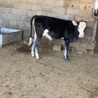 حيسله المانيه العمر سنه. بقر