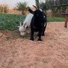 ماعز قزم اصل