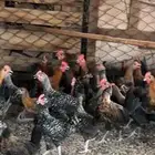 دجاج