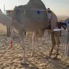 اركة ام ثاني تحتها قعود هديه ولبنها واجد