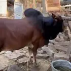 حسيل فحل ومشروط الثور بلدي اصيل.